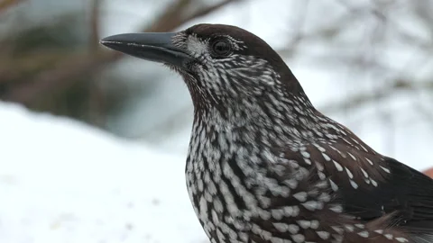 Spotted nutcracker close view Nucifraga caryocatactes natural world norway Video stock 236536035