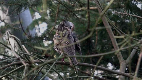 The spotted nutcracker, Eurasian nutcracker, or just nutcracker, (Nucifraga c Video stock 168002096