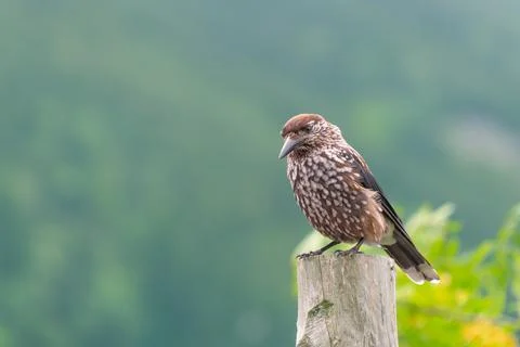 The spotted nutcracker, Eurasian nutcracker, simply nutcracker, Nucifraga c.. Stock Photos