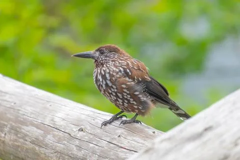 The spotted nutcracker, Eurasian nutcracker, simply nutcracker, Nucifraga car Stock Photos