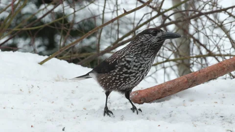Spotted nutcracker feed winter Nucifraga caryocatactes natural world norway 스톡 동영상 236494319