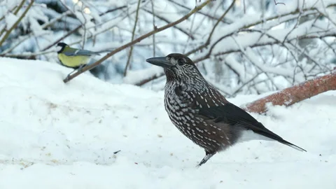 Spotted nutcracker feed winter Nucifraga caryocatactes natural world norway 스톡 동영상 236541911