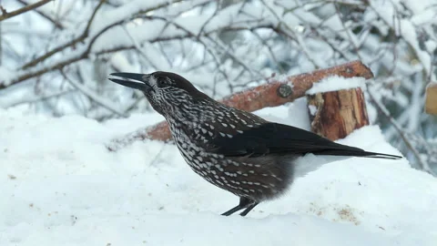 Spotted nutcracker feed winter Nucifraga caryocatactes natural world norway Video stock 236541913