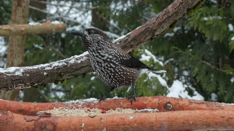 Spotted nutcracker feeding winter Nucifraga caryocatactes natural world norway Video stock 234217829