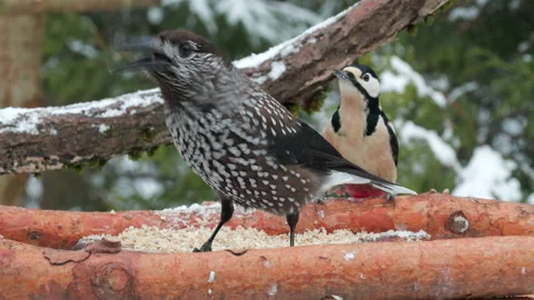 Spotted nutcracker feeding winter Nucifraga caryocatactes natural world norway 스톡 동영상 234218196