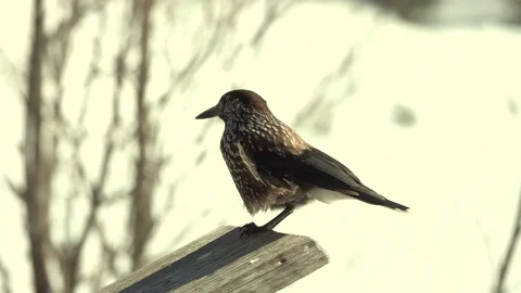 Spotted nutcracker flies away. Tatra National Park. Zakopane, Poland Stock Footage 195987177