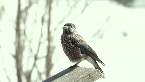 Spotted nutcracker flies away. Tatra National Park. Zakopane, Poland Stock Footage 195987293