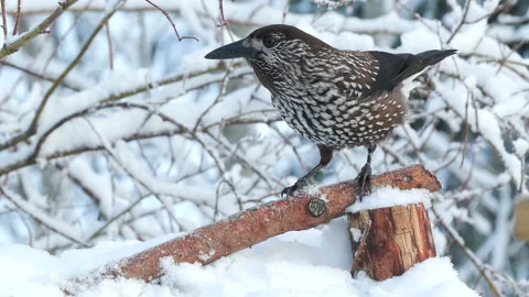 Spotted nutcracker fly into scene Nucifraga caryocatactes natural world norway Video stock 236542109