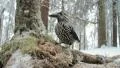 Spotted Nutcracker HD Footage