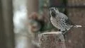 Spotted Nutcracker HD Footage
