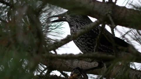 Spotted Nutcracker hacks Swiss cembra pine cone and eats seeds, close shot Video stock 136058588