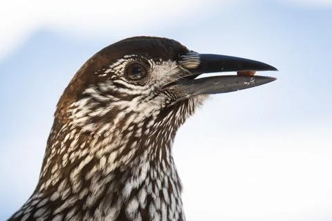 Spotted nutcracker holding nut in wintertime nature Stock Photos
