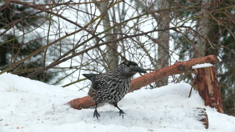 Spotted nutcracker jump into scene Nucifraga caryocatactes natural world norway 스톡 동영상 236536065