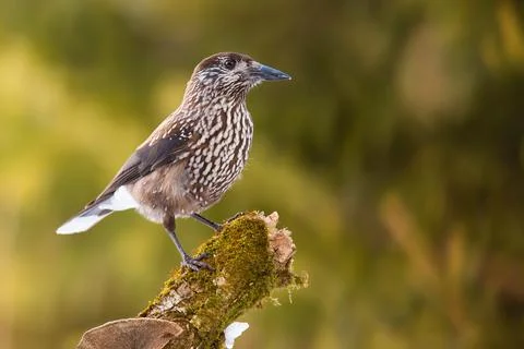 Spotted nutcracker looking on mossed tree with sunlight on green background Stock Photos