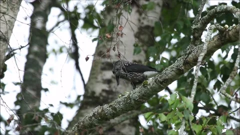 Spotted nutcracker, Nucifraga caryocatactes cracking a hazelnut Video stock 139154501