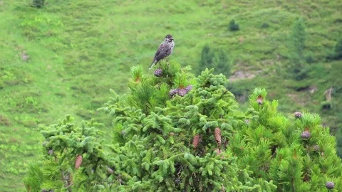 Spotted nutcracker (Nucifraga caryocatactes) Stock Footage 113275431