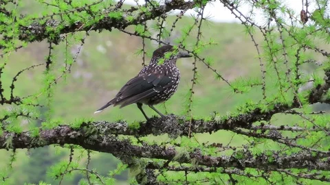 Spotted nutcracker (Nucifraga caryocatactes) Stock Footage 113275576