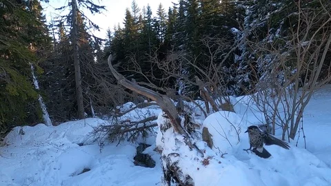 Spotted Nutcracker (Nucifraga caryocatactes) in winter forest.Slow motion Stock Footage 123305029