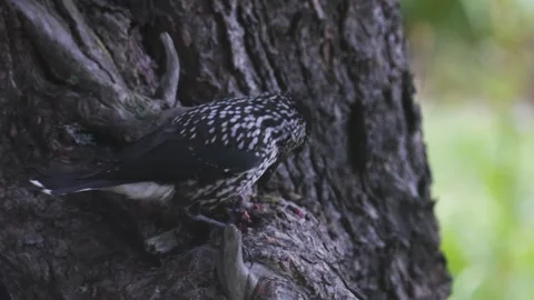 A spotted nutcracker pecks at a cedar cone while perched on a tree trunk. Vídeos de archivo 316063389