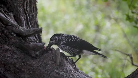 A spotted nutcracker pecks at a cedar cone while perched on a tree trunk. Stock Footage 316063509