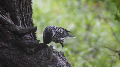 A spotted nutcracker pecks at a cedar cone while perched on a tree trunk. Stock Footage 316063519