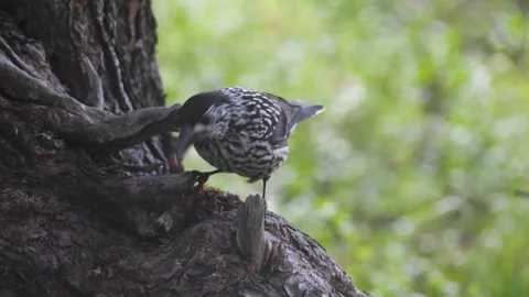 A spotted nutcracker pecks at a cedar cone while perched on a tree trunk. Stock Footage 316063536