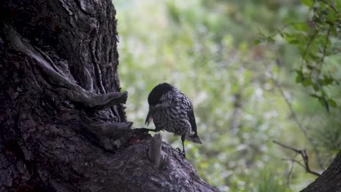 A spotted nutcracker pecks at a cedar cone while perched on a tree trunk. Stock Footage 316063556