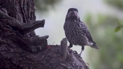 A spotted nutcracker pecks at a cedar cone while perched on a tree trunk. Stock Footage 316063612