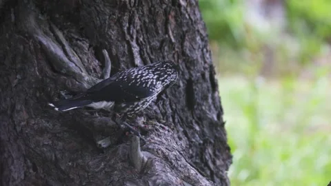 A spotted nutcracker pecks at a cedar cone while perched on a tree trunk. Stock Footage 316063647