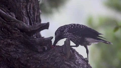 A spotted nutcracker pecks at a cedar cone while perched on a tree trunk. Stock Footage 316063710