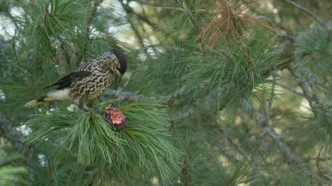 Spotted nutcracker pecks at pine cone 스톡 동영상 341317811