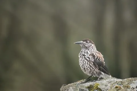 Spotted Nutcracker perched on a moss-covered rock in a misty forest Foto stock