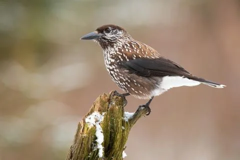 Spotted nutcracker resting on bough in winter nature Stock Photos