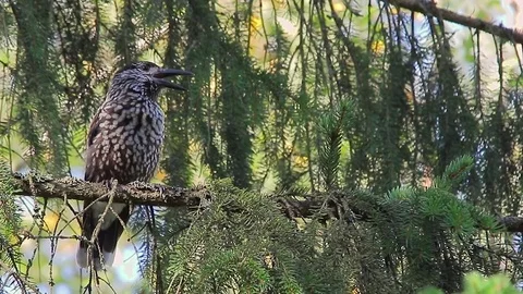 Spotted nutcracker. Screaming bird in autumn forest. Stock Footage 82876789