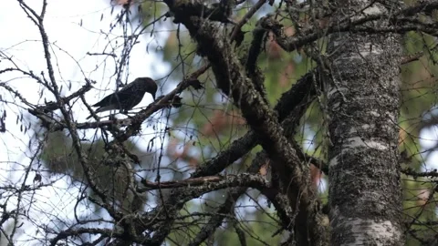 Spotted nutcracker searching for food between tree bark and moss 스톡 동영상 142992332