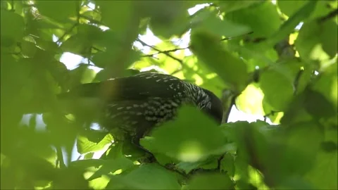Spotted nutcracker searching for hazel nuts in a bush Stock Footage 139116197
