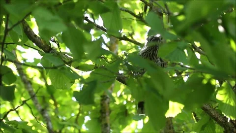 Spotted nutcracker searching for hazel nuts in a bush 스톡 동영상 139116215