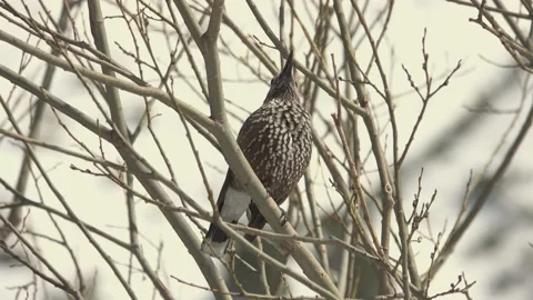 Spotted nutcracker sits and sings on a branch , Tatra National Park. Zakopane Stock Footage 195988080