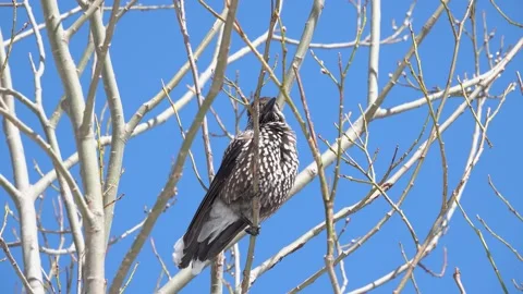 Spotted nutcracker sitting against the blue sky and combing out feathers Stock Footage 195988494