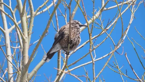 Spotted nutcracker sitting against the blue sky and combing out feathers, Stock Footage 195988598