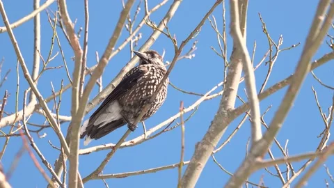 Spotted nutcracker sitting against blue sky, Tatra National Park. Zakopane Stock Footage 195988651