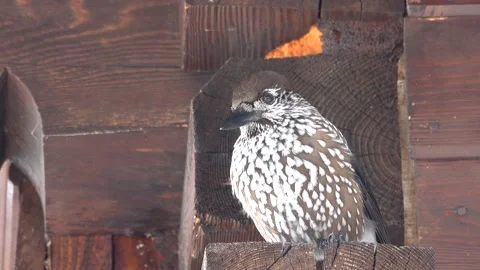 Spotted nutcracker sitting on the beams of a tree,an inquisitive bird  Stock Footage 195988752