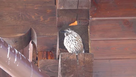 Spotted nutcracker sitting on the beams of a tree,an inquisitive bird that ex Stock Footage 195988839