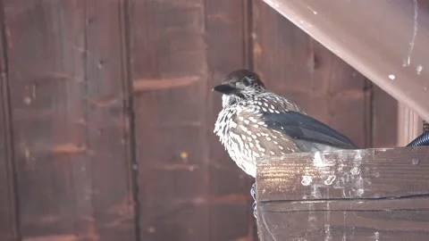 Spotted nutcracker sitting on the beams of a tree,an inquisitive bird  Stock Footage 195988999