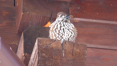 Spotted nutcracker sitting on the beams of a tree,an inquisitive bird that ex Stock Footage 195989029