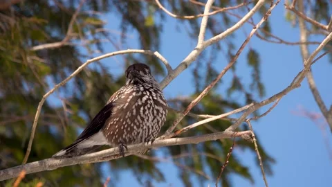 Spotted nutcracker sitting on a branch against the blue sky Tatra National Pa Stock Footage 195987127