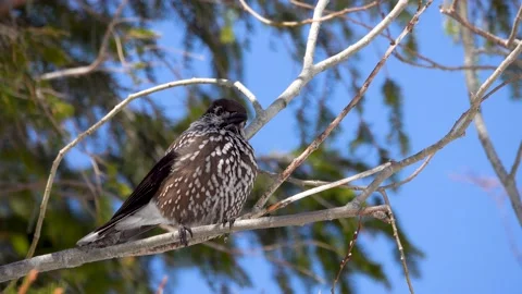 Spotted nutcracker sitting on a branch against the blue sky Tatra National Pa Stock Footage 195987266
