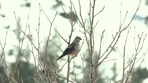 Spotted nutcracker sitting on a branch against the backdrop of snow-capped mo Stock Footage 195987851
