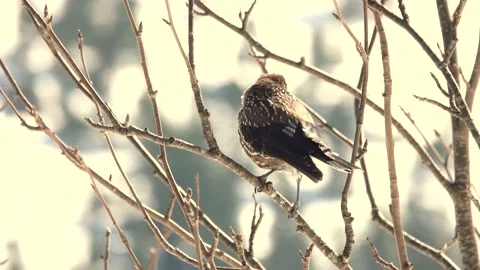 Spotted nutcracker sitting on a branch against the backdrop of snow-capped  Stock Footage 195987998