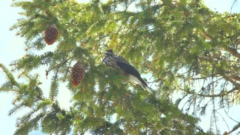 Spotted nutcracker sitting on a branch against the blue sky Tatra National Pa Stock Footage 195988338